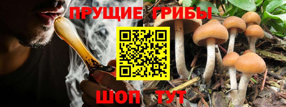 Галлюциногенные грибы Psilocybine cubensis  Вход с VPN  Усть-Лабинск 
